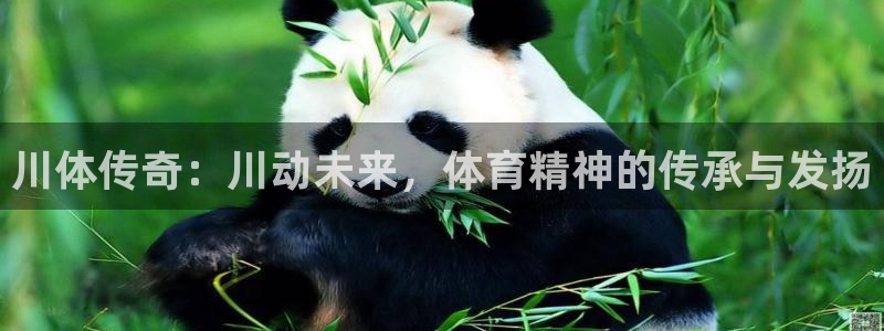 球进体育官方网站入口：川体传奇：川动未来，体育精神的传承与发扬